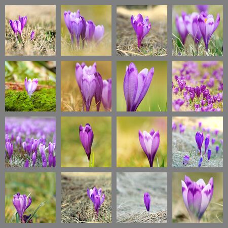 collection of wild saffron images ( Crocus sativus )の写真素材