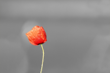 abstract vivid poppy flower over black and white background, colorful redの写真素材