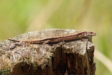 viviparous lizard basking on tree trunk ( Zootoca vivipara )の写真素材