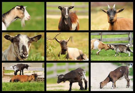 collection of images with goats from the bio farmの写真素材