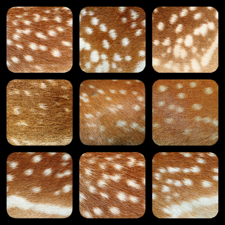 fallow deer fur collection ( Dama ), details on animal real peltsの写真素材