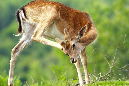 fallow deer scratching because of flies and ticks ( Dama )の写真素材