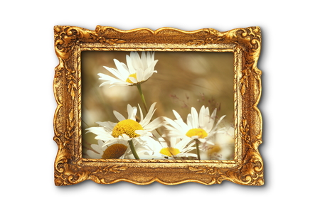 beautiful daisies in old painting frame over white background; the image with daisies inside the...