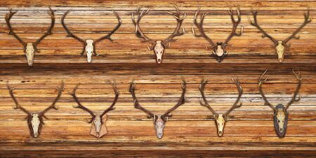 collection of red deer trophies on wood background ( Cervus elaphus )の写真素材