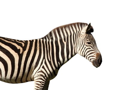 profile view of a zebra isolated over white backgroundの写真素材