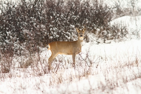 roe deer doe looking at the camera, image taken in a winter dayの写真素材