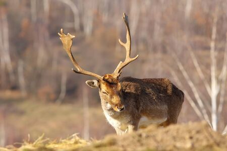 fallow deer buck coming towards the camera ( Dama dama )の写真素材