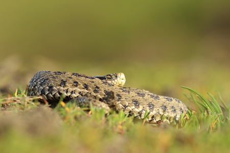 female hungarian meadow adder basking in the grass ( Vipera ursinii rakosiensis )