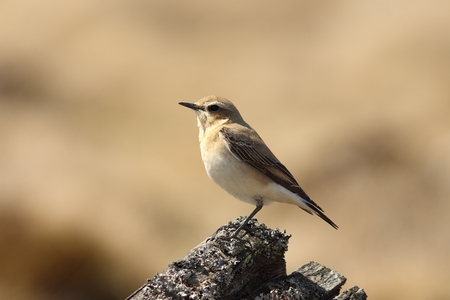 female northern wheatear on stump ( Oenanthe oenanthe )の写真素材