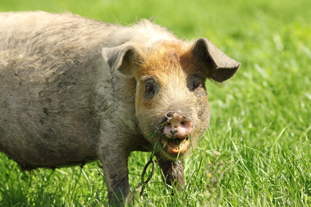 portrait of a funny pig grazing near the farmの写真素材