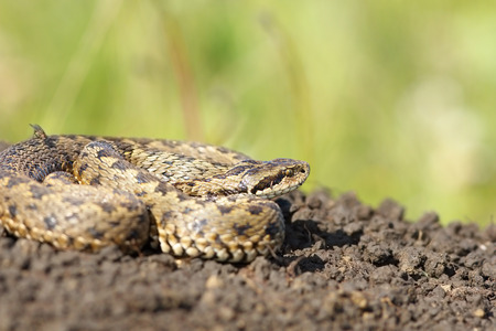 female meadow adder in situ ( Vipera ursinii rakosiensis )の写真素材