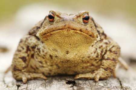 portrait of common toad ( Bufo bufo, macro image )