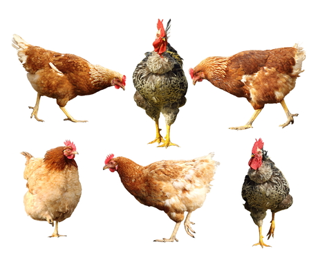 farm birds on white background, rooster and hen isolatedの写真素材