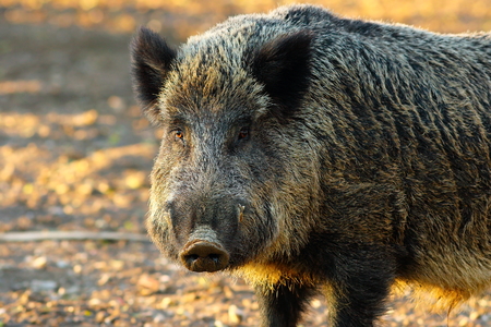 close up of big wild boar ( Sus scrofa ) in sunset lightの写真素材