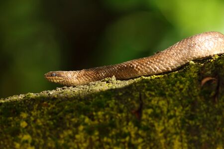 smooth snake on branch ( Coronella austriaca )の写真素材