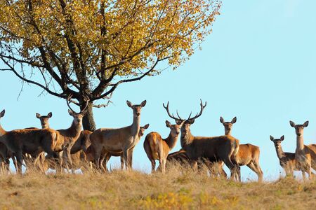 group of red deers standing on top of the hill in mating season ( Cervus elaphus )の写真素材