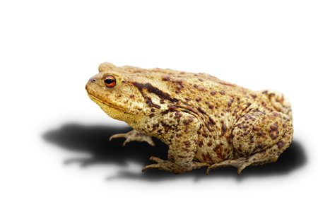 common toad on white background with shadow ( Bufo, adult wild animal )の写真素材
