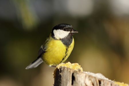 great tit perched on top of wooden stump ( Parus major )の写真素材