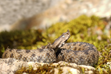 close up of nose horned viper hatched from hibernation in march ( Vipera ammodytes, one of the...