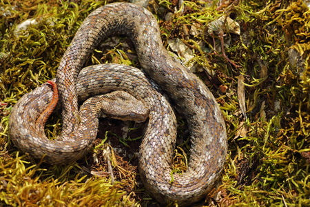 male nose horned viper basking in natural habitat ( Vipera ammodytes )の写真素材