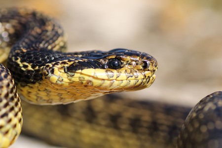 macro portrait of beautiful european blotched snake, one of the largest reptiles in Europe ( Elaphe sauromates )の写真素材