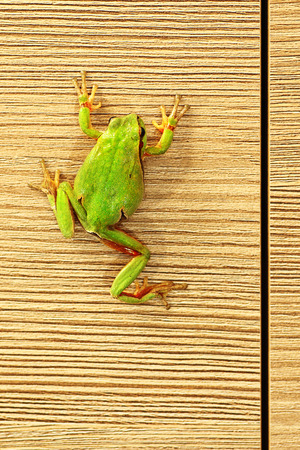 cute green tree frog climbing on furniture ( Hyla arborea )の写真素材