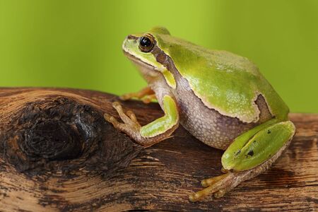 female tree frog on wooden stump ( Hyla arborea )の写真素材