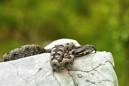 nose horned viper basking on a rock in natural habitat ( Vipera ammodytes )の写真素材
