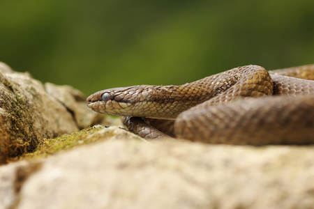 portrait of smooth snake basking in natural habitat ( Coronella austriaca )の写真素材