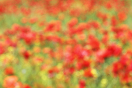 abstract out of focus view of red poppies field, colorful beautiful background for your design ( Papaver rhoeas )の写真素材