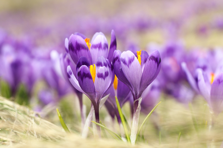 closeup of wild saffron flowers ( Crocus sativus ) growing on mountain meadowの写真素材