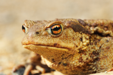 macro portrait of ugly brown european toad ( Bufo, female )の写真素材