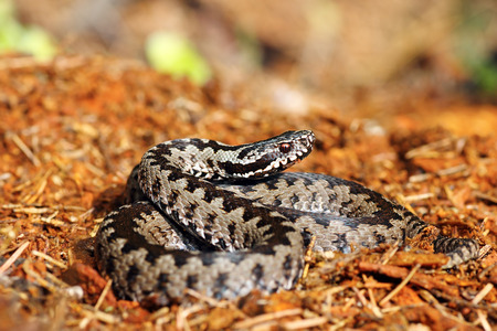 beautiful common european adder on forest ground ( Vipera berus )の写真素材