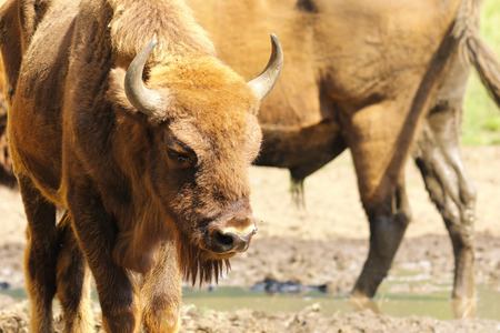 european bison close up ( Bison bonasus )の写真素材