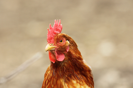 portrait of beige hen over out of focus background, image taken in the farm yardの写真素材