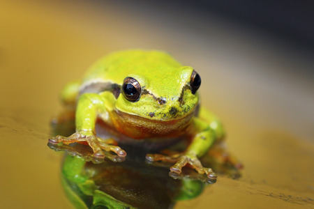 closeup of cute european green  tree frog ( Hyla arborea )