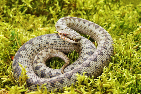 common european viper standing on green moss ( Vipera berus )