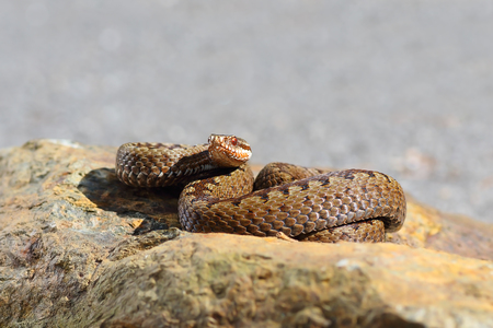 common european adder close up ( Vipera berus )