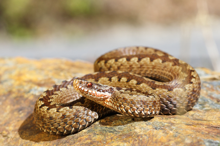 european toxic snake, common adder basking on a rock ( Vipera berus )の写真素材