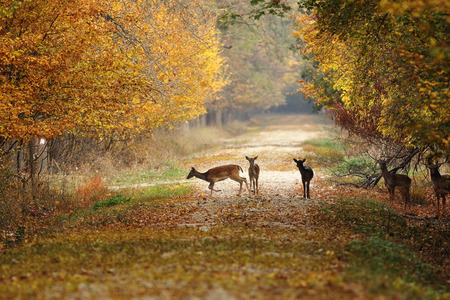 deers on rural road in the middle of the forest ( Dama )の写真素材