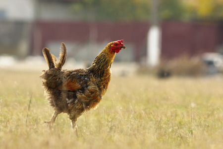 funny free hen on meadow near the bio farmの写真素材