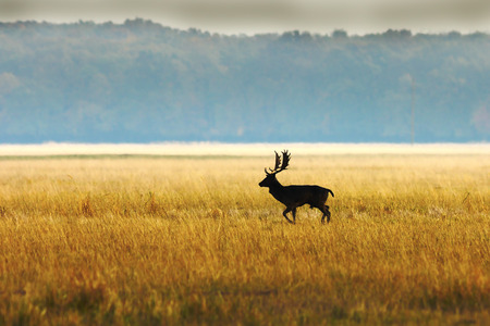 fallow deer buck in morning light ( Dama ); wild animal walking in the autumn field in mating seasonの写真素材