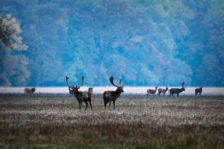 fallow deers in mating season, morning image of rutting place ( Dama )の写真素材