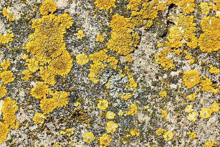 yellow moss on stone surface, natural damage of building facadeの写真素材