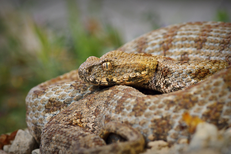 close up of rare Milos viper ( Macrovipera lebetina schweizeri ), the rarest viper in Europeの写真素材