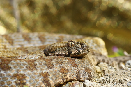 Milos blunt nosed viper, portrait; Macrovipera lebetina schweizeri is the rarest European viper,...
