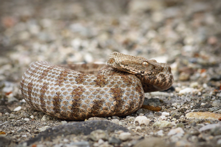 beautiful Milos viper, the rarest snake in Europe ( Macrovipera lebetina schweizeri )