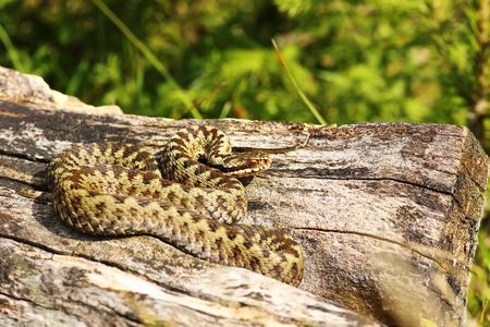 beautiful male common adder basking in natural habitat