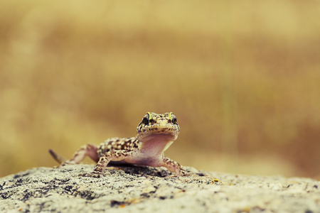 cute curious gecko standing on top of a rockの写真素材