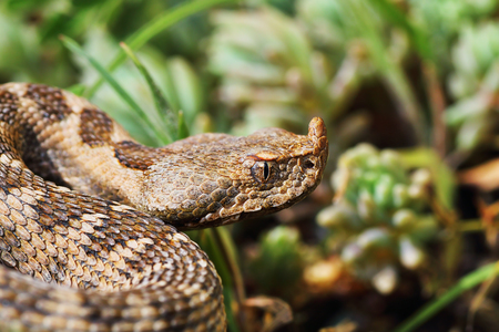 closeup of beautiful and dangerous european nose horned viper ( Vipera ammodytes )の写真素材